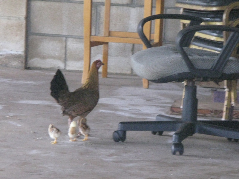 11:05am Well, Henrietta came back to the desk (it's to the right of the black stack of chairs) and she's clucking away. So she's trying to do her part. :-)