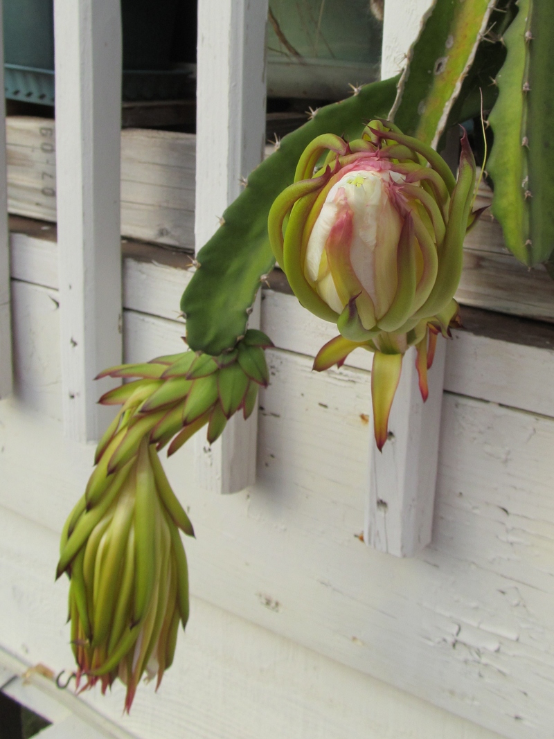 The first one is on the left, and it's flower is wilting, and the second one on right is starting to bulge. 