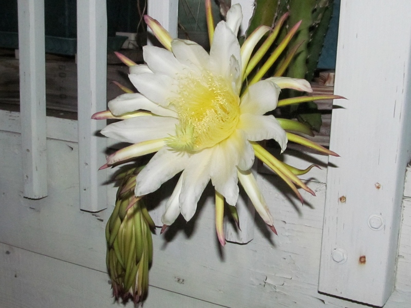 Here is the second flower. I woke up and checked about 4:47am 