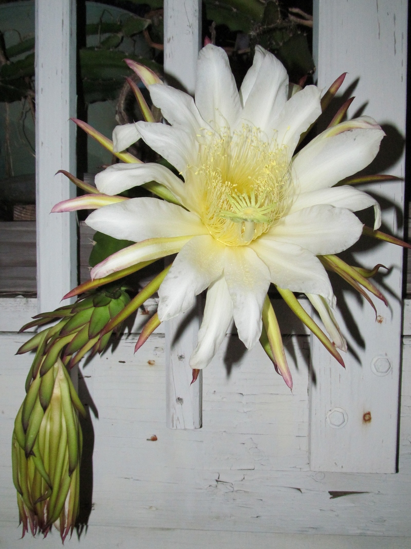 I was surprised to see it in bloom. 