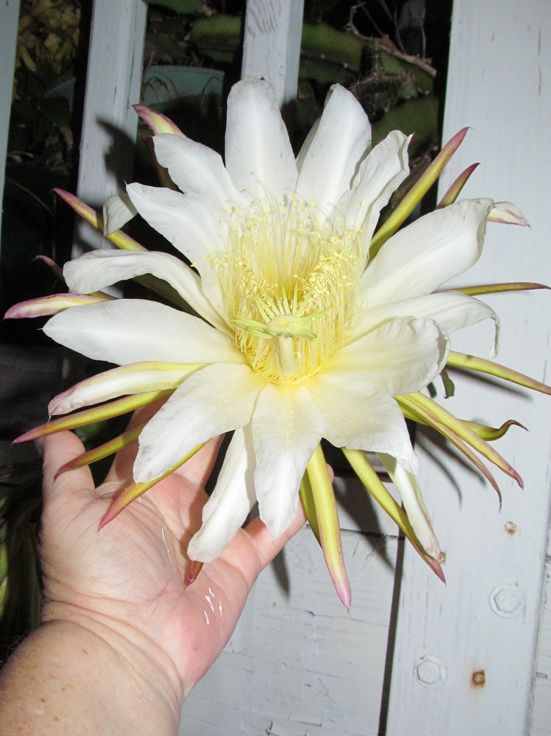 Here's #2 with my hand. 