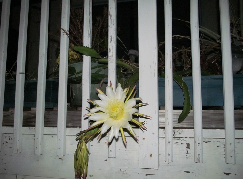 The Dragon fruit is growing in a long planter box. It has hardly any soil. I keep wanting to transplant it, but haven't figured out where. 