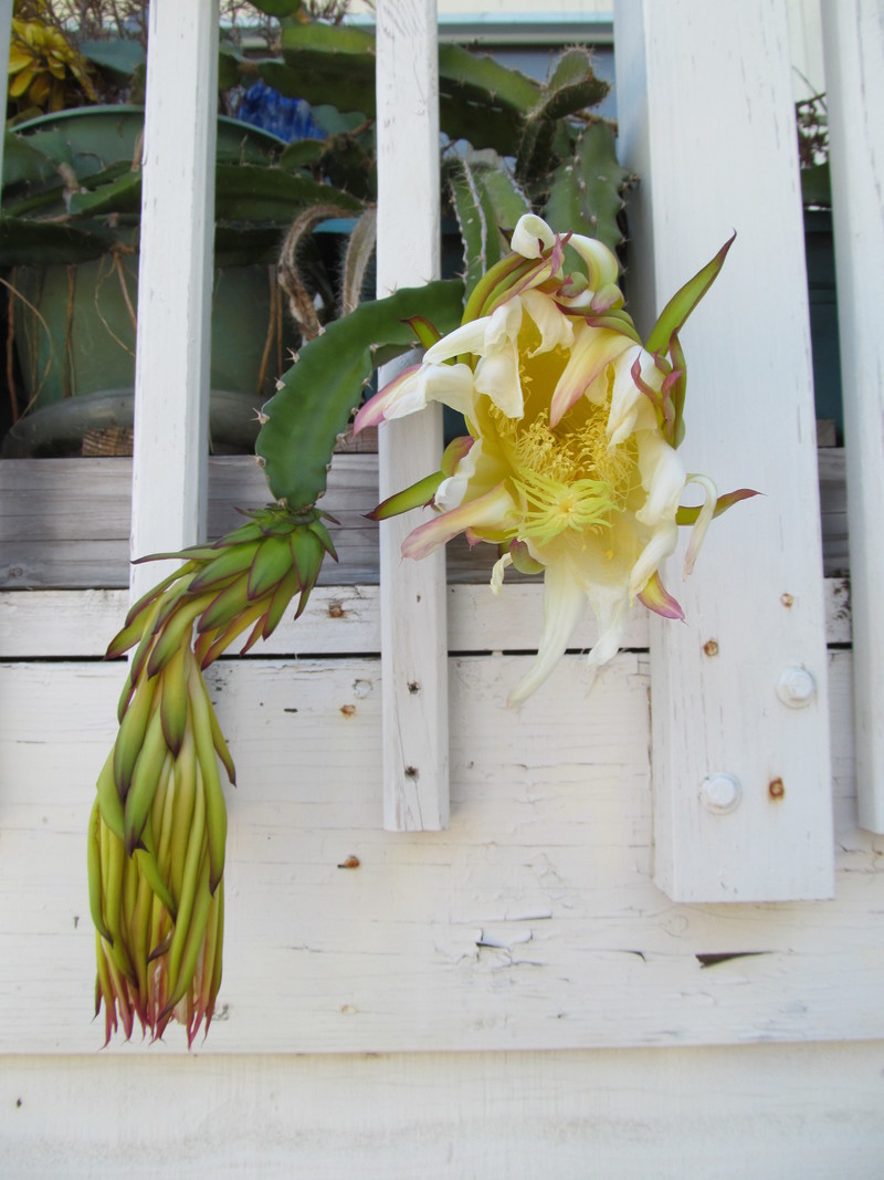 You can see that bloom two is now closing. Mouse over the picture for the time comparisons. 