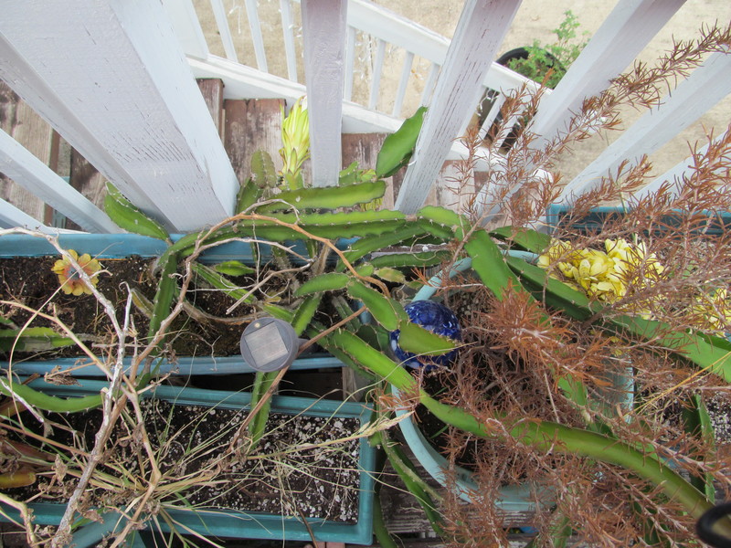 You can see that a lot of my plants died while on vacation, except weeds and the dragon fruit. 