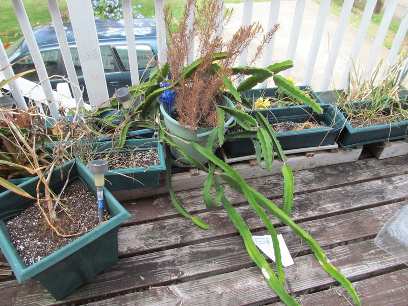 You can also see why I need to move the dragon fruit. :-) 