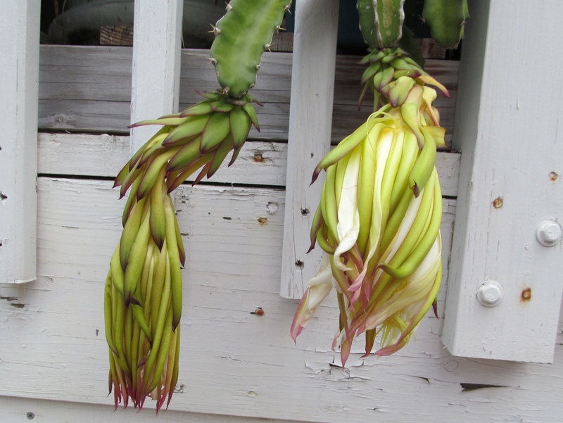 Second flower closing. 