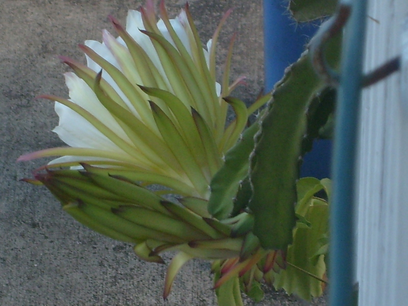 Here is a side view of our FIRST Dragon Fruit. 
