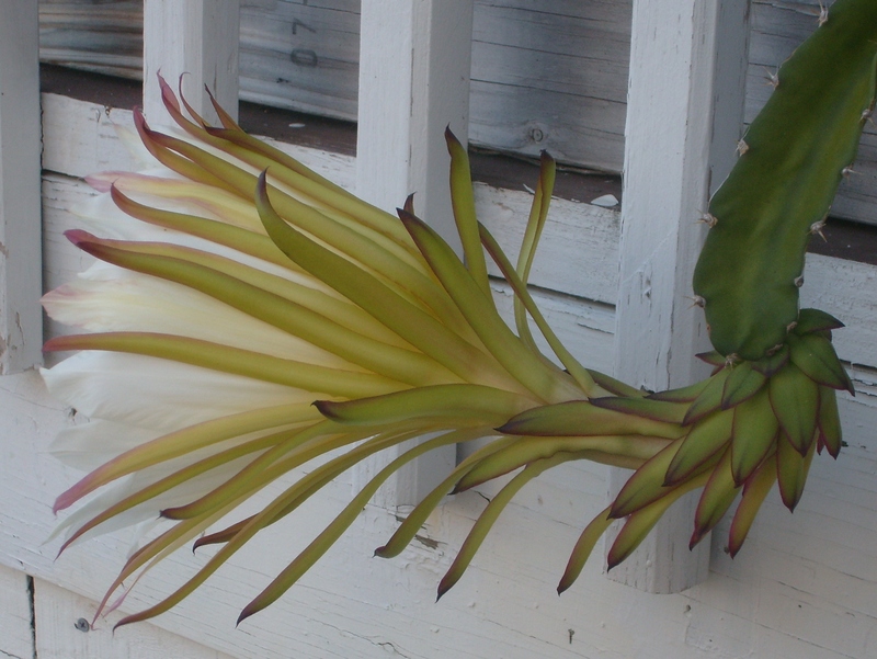 I started the plant from the seeds of a Dragon Fruit that I bought at the grocery store. 
