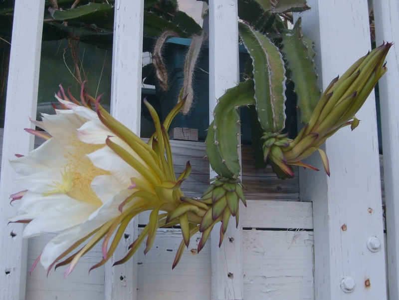 You can see the first bloom on the left, and a second bloom on the right that hasn't swollen yet. 