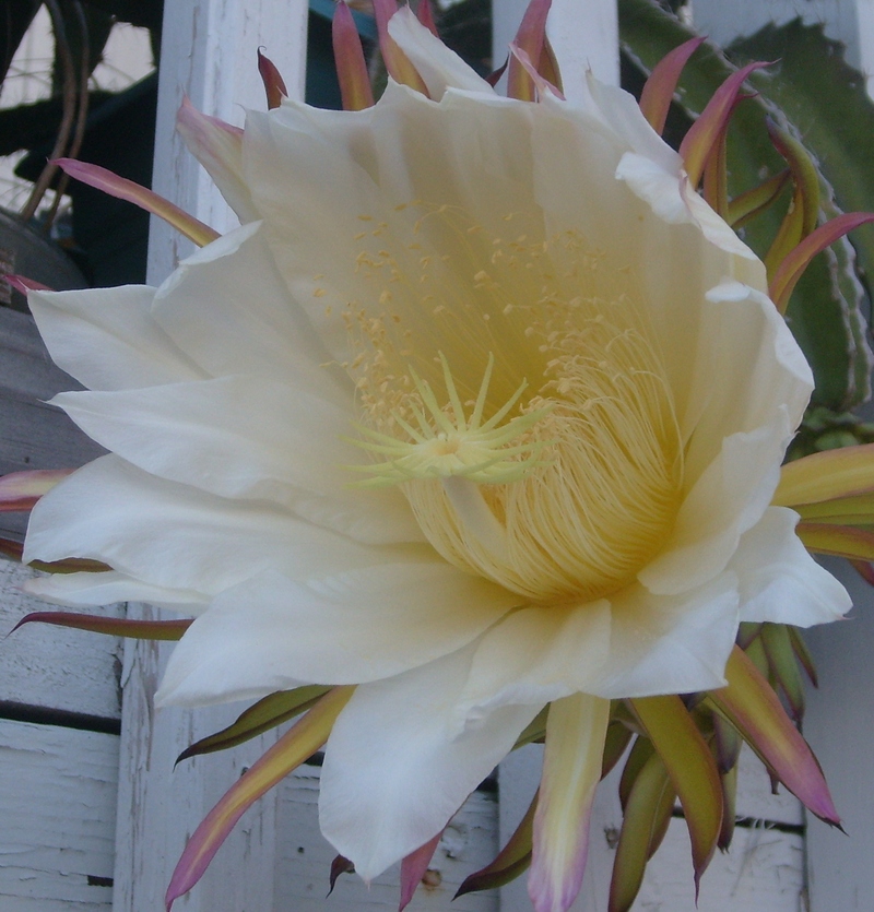 I think the first bloom was actually closing when this picture was taken. 