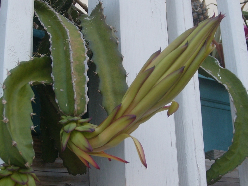 Here's a closeup of bloom 2. 