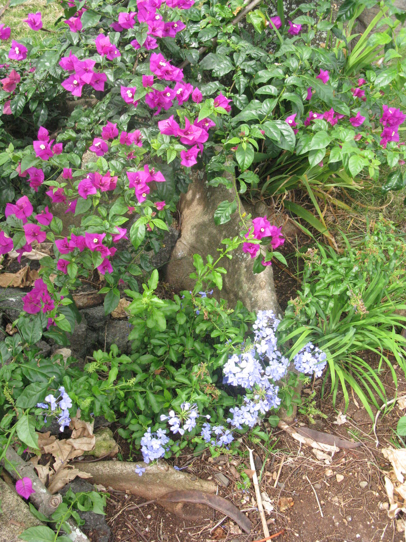 25 Apr 2011 - Blue Bush