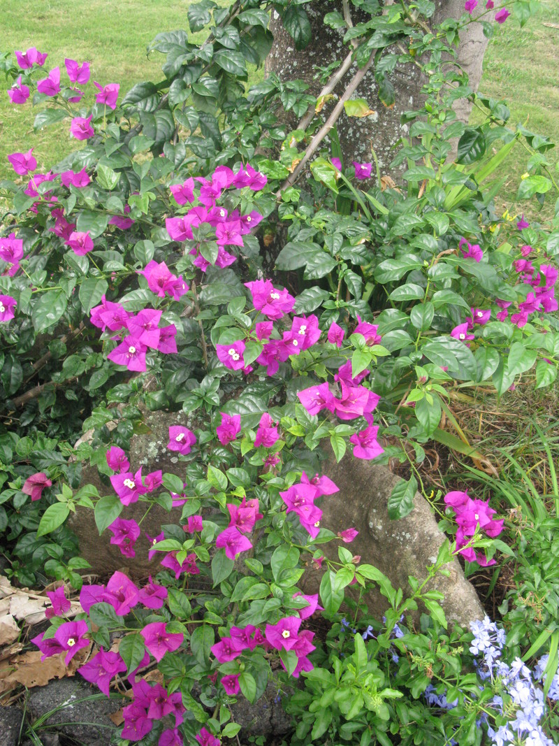 25 Apr 2011 - Bougainvillea
