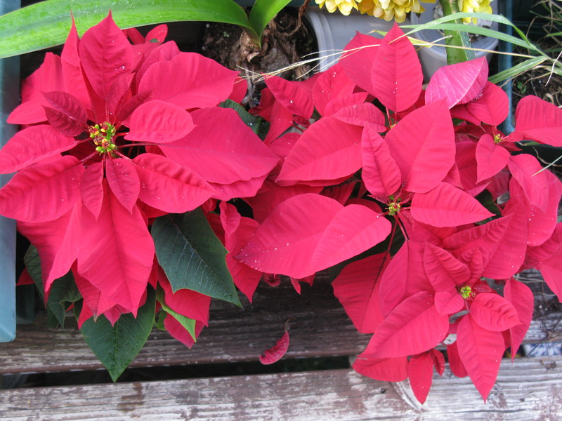 17 Nov 2011 - New Christmas Poinsettias.