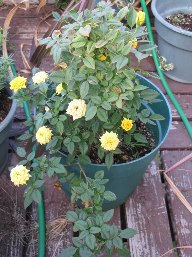 17 Nov 2011 - Minature roses in pot on porch (Rose 1)