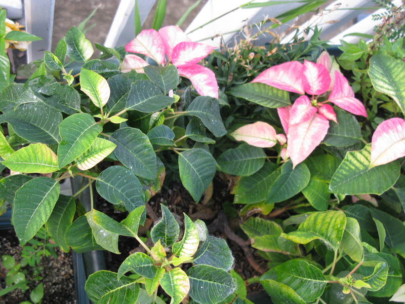 17 Nov 2011 - Last year's Poinsettias.