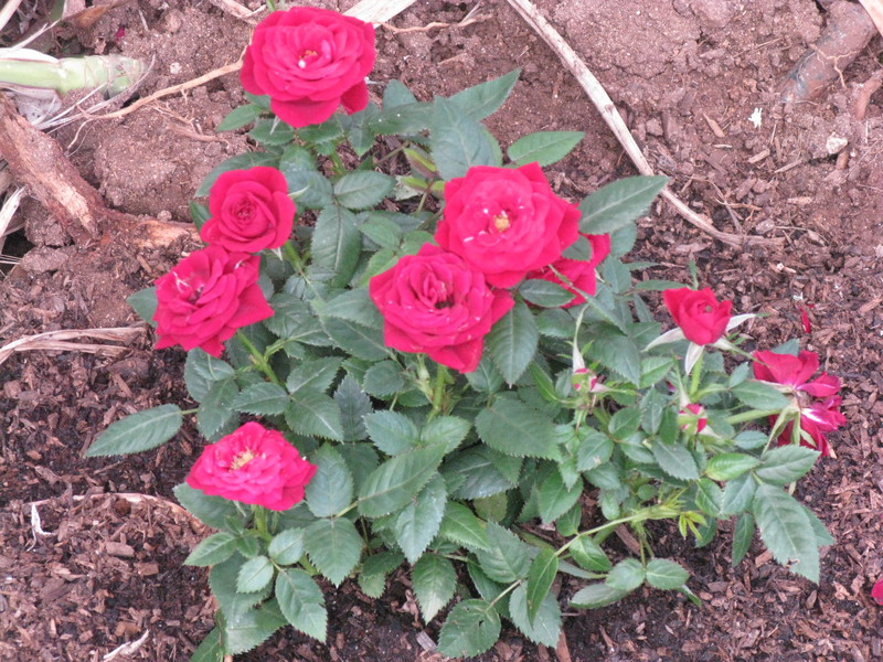 15 Feb 2012 - New miniature roses - Rose 2