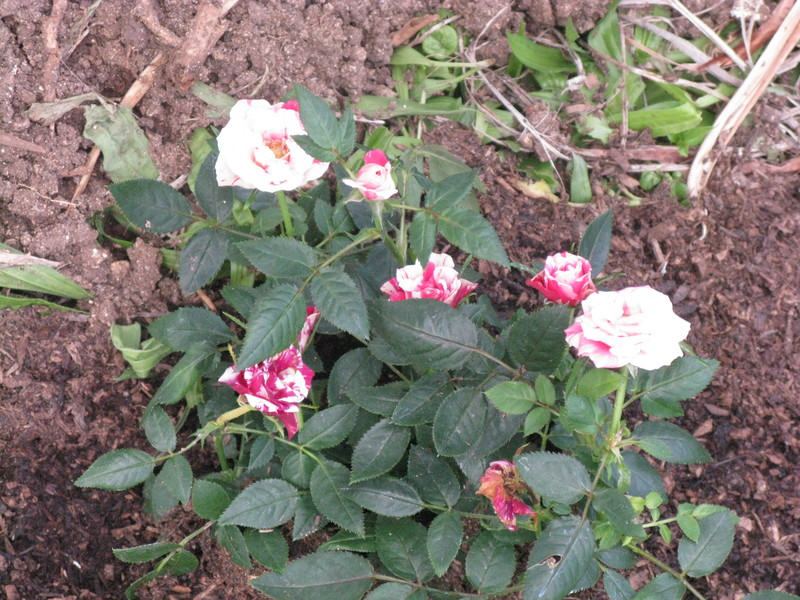 15 Feb 2012 - New miniature roses - Rose 3