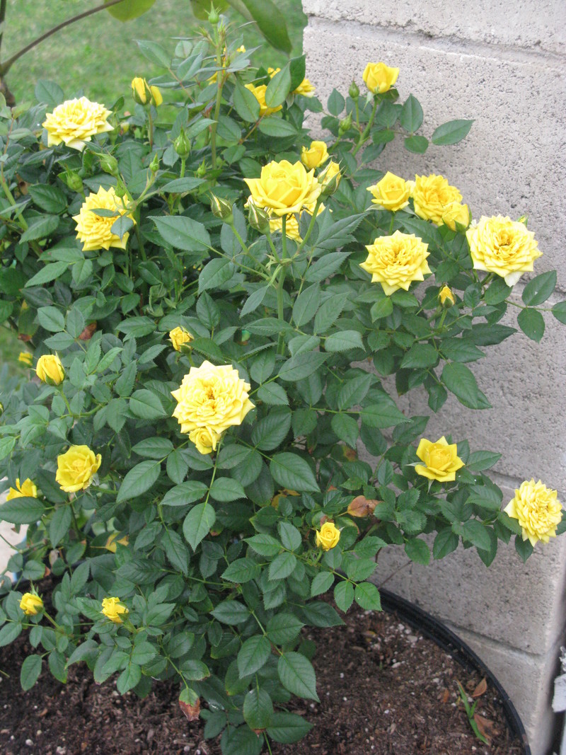 15 Feb 2012 - Rose 1