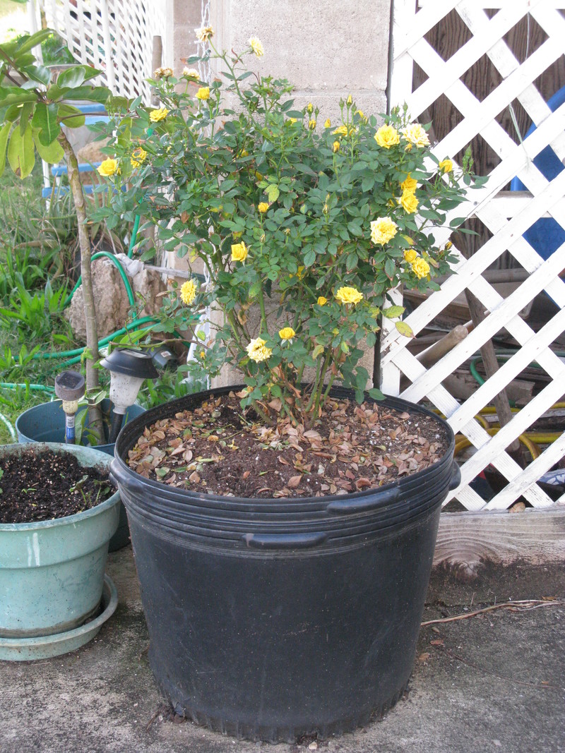 3 April 2012 - Rose 1