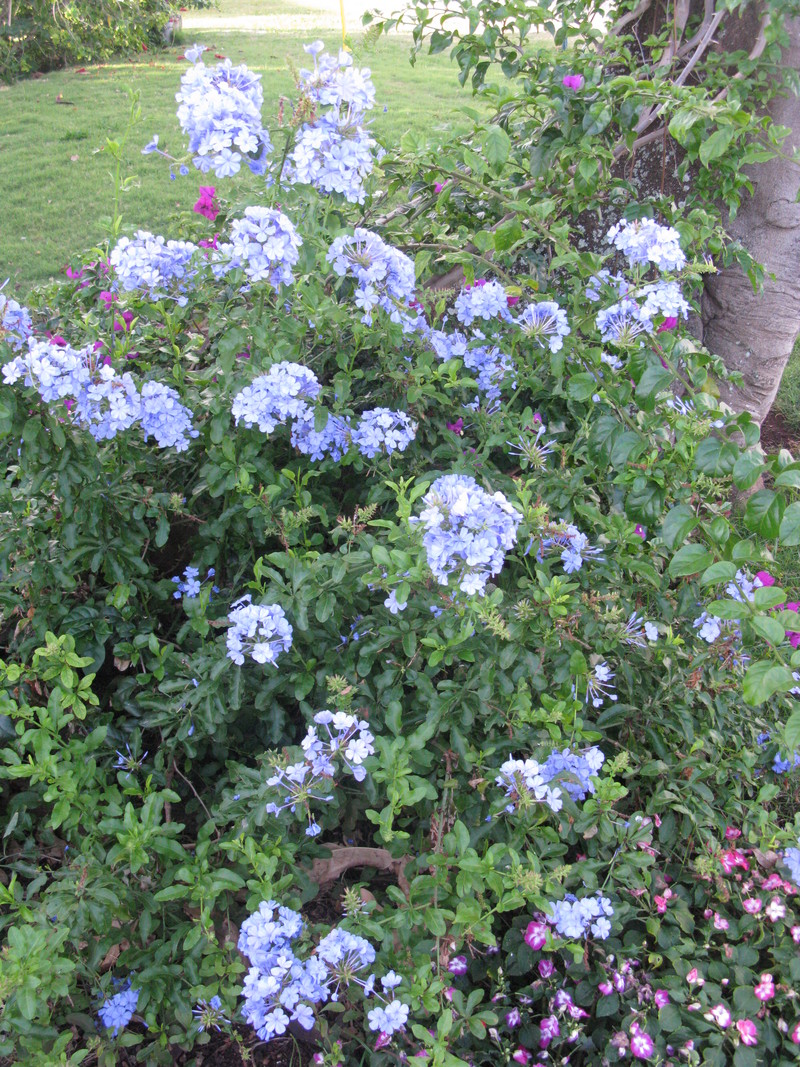 3 April 2012 - Blue Flowered Bush at bottom of Flame Tree