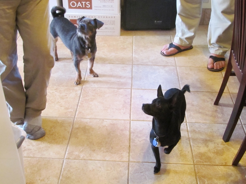 Two of our greeters welcomed us. Chunk and Tom Tom