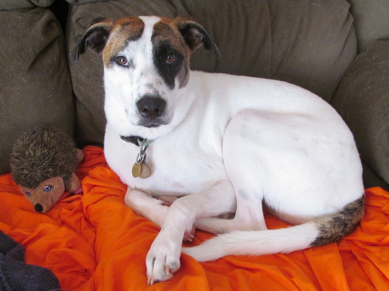 Apparently Sadie had played next door all morning and was too tired to get off the couch.