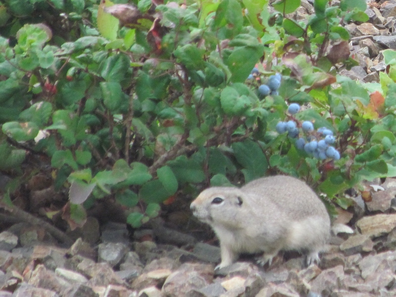 Squirrel