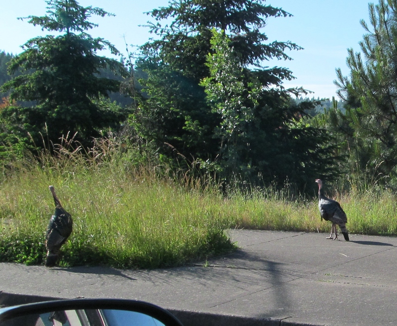 In the parking lot at Lane I encountered two turkeys.