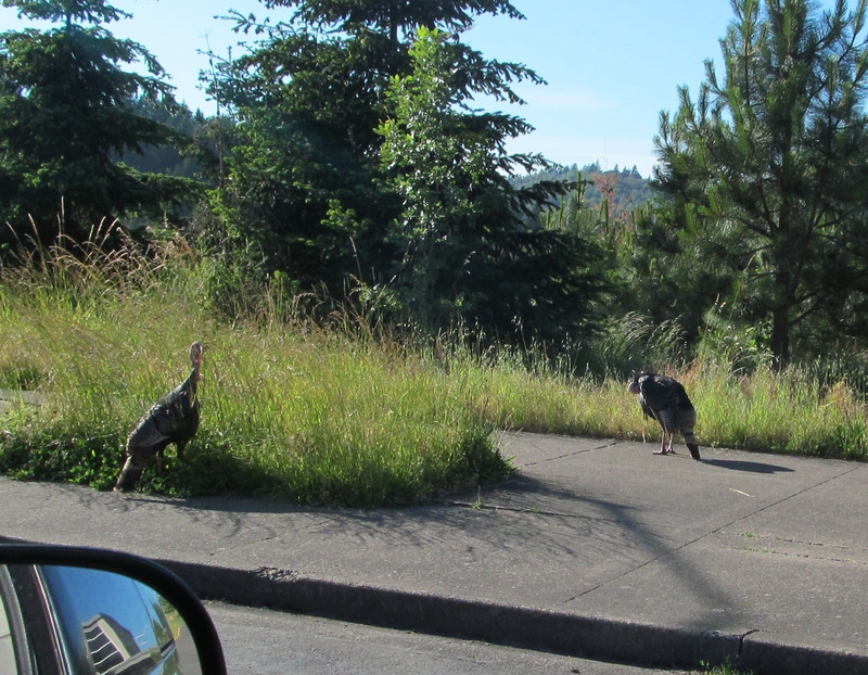 How much do you think these turkeys weigh?