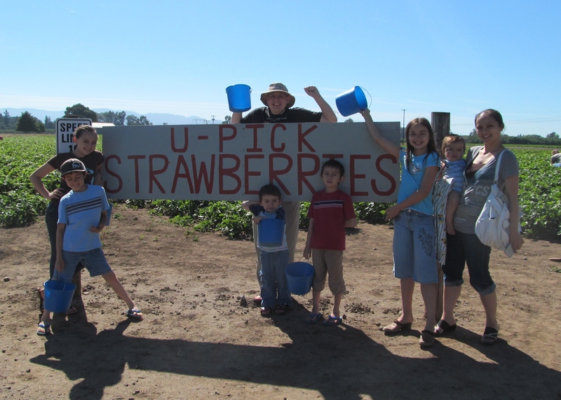 Lone Tree farm strawberry day.