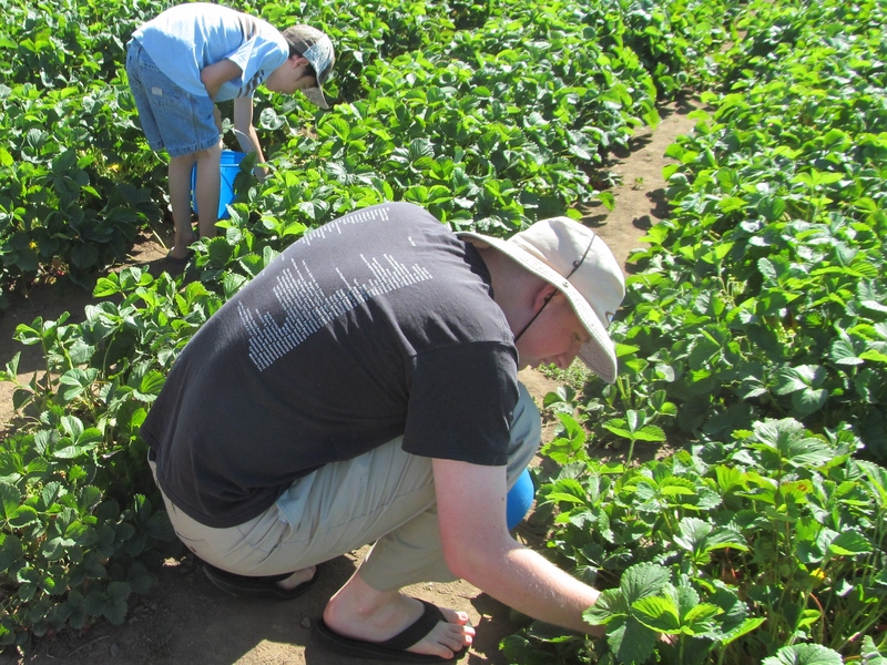 Isaac picking strawberries.