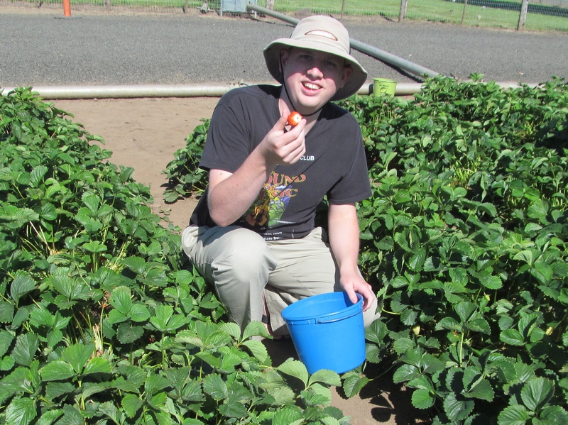 Isaac picking strawberries.