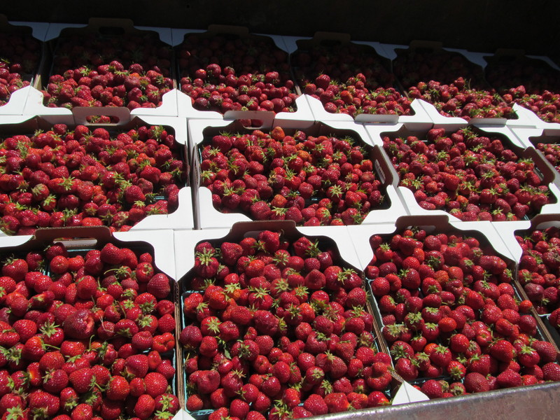 Freshly picked strawberries that will be sold to customers.