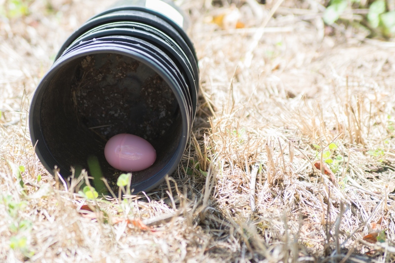 Easter Egg hunt. Tricky hiding place.