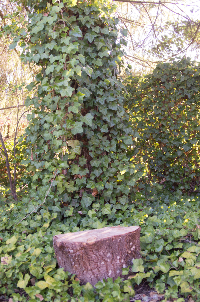 Ivy on tree. Stump for sitting.