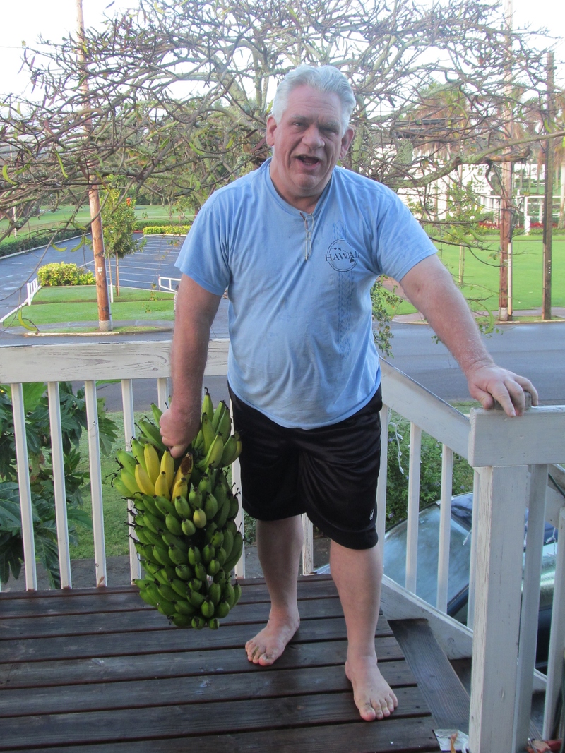 29 Jan 2013 - The rain made the banana plant lean way over. We grabbed the end of the clump and pulled it down far enough to cut the stalk. The clump was VERY heavy for Don to carry, but he got it into the house.