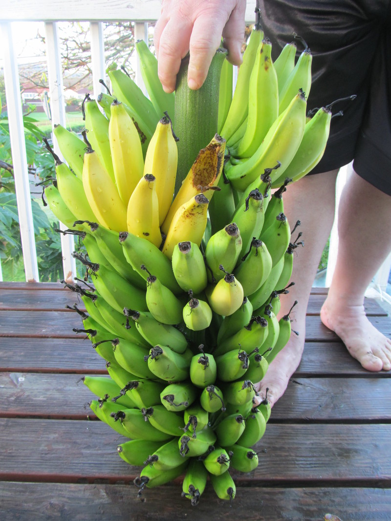 You can see that the top bananas have already started to turn yellow. Two days ago I stared at the clump trying to decided if it was time to take it down. The top ones were lighting, but there was definitely no yellow ones.