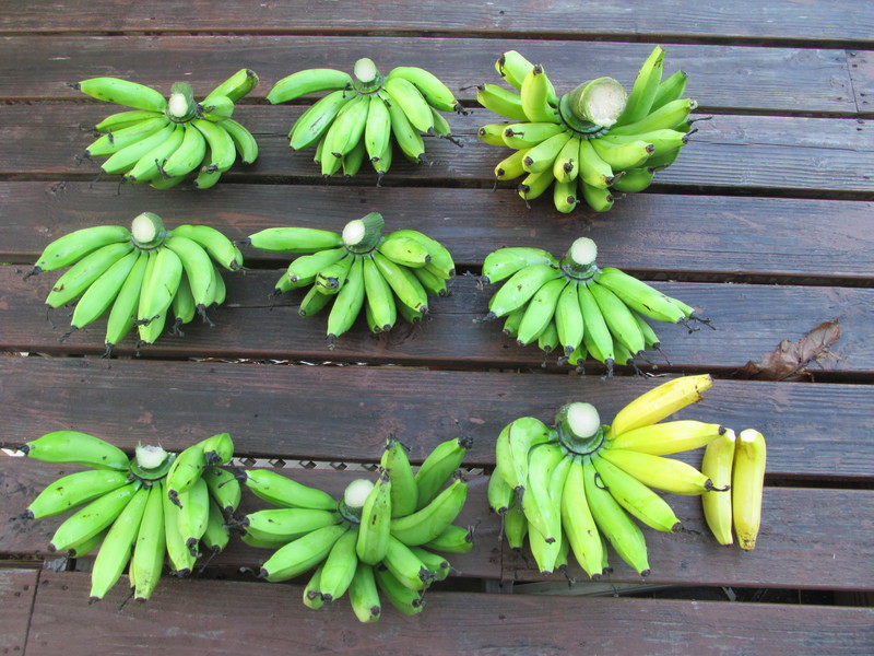 You can see that the birds helped themself to part of one banana. We got nine whorls, and a total of 140 bananas. Numbers of bananas per whorl: 14, 14, 20 (2nd to top on clump when growing), 14, 14, 14, 16, 16, 18 (very top - yellow ones)