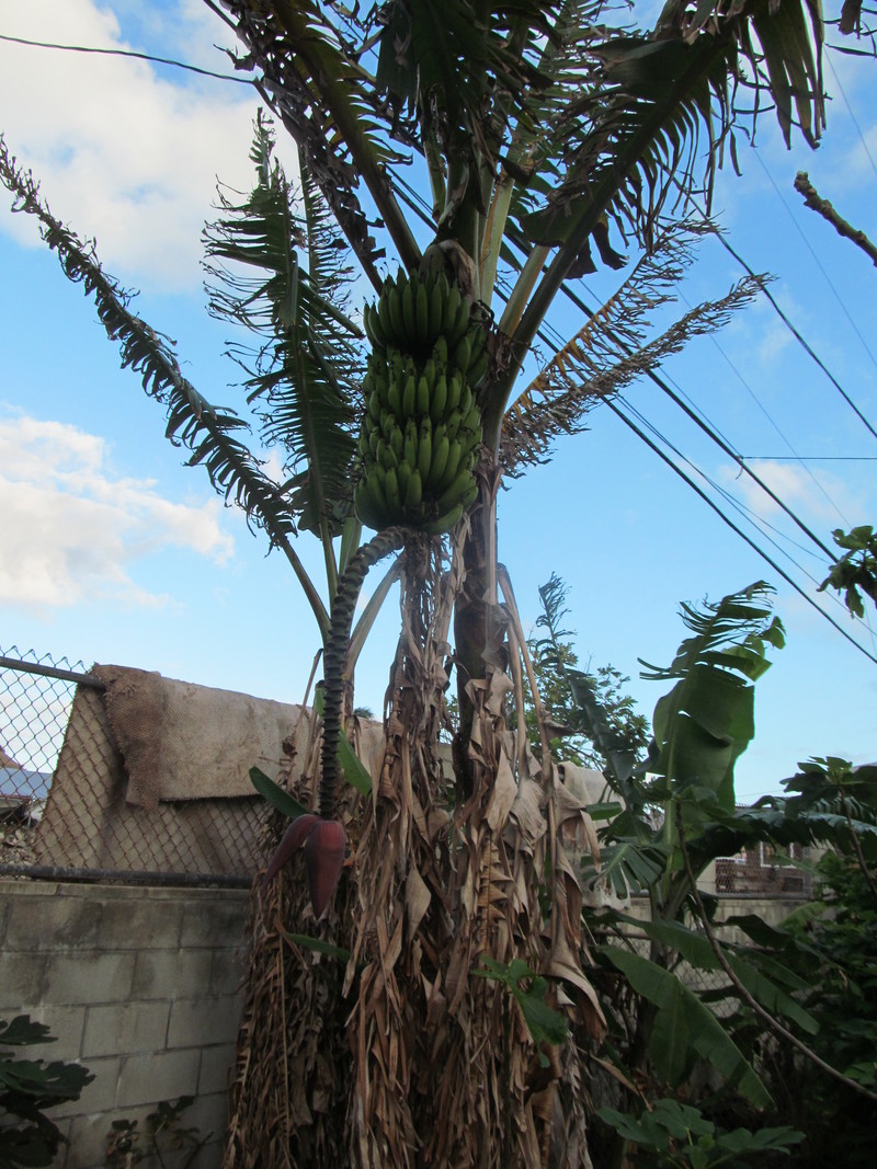 4 Mar 2013 - We're going to take this clump down before it turns yellow like the last one.