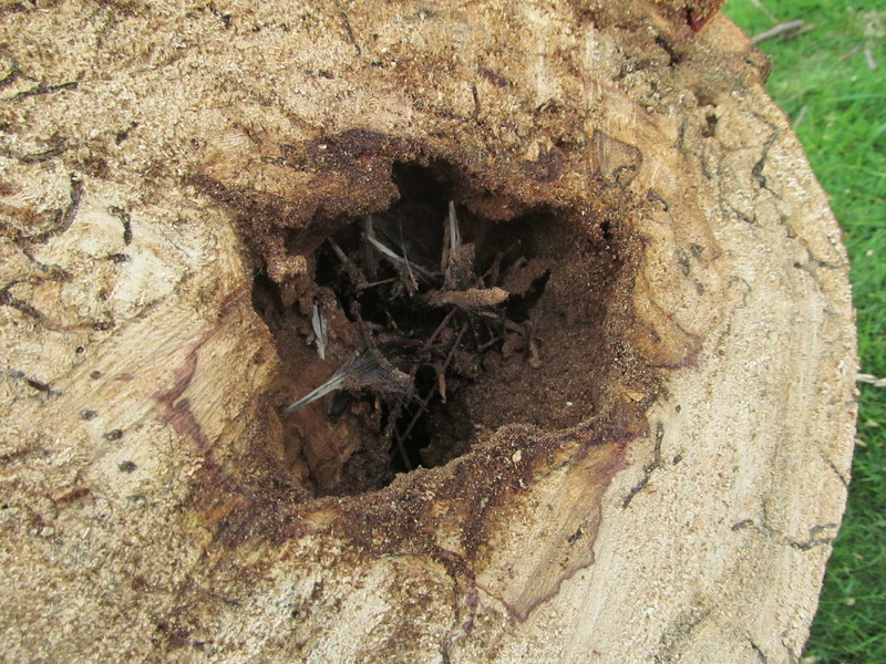 A nest in the hollow part of the tree.