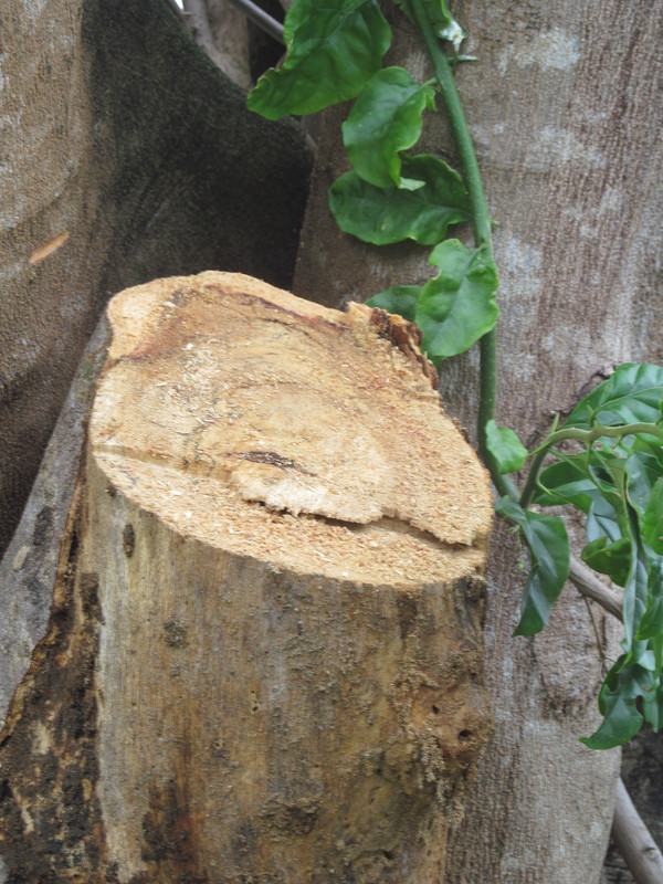 The finished stump, about seven feet up.