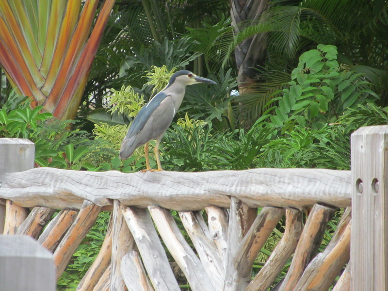 This is the Upper Pool, and I think it's the same, but almost every time I go there, I get to take a picture of a bird. :-)