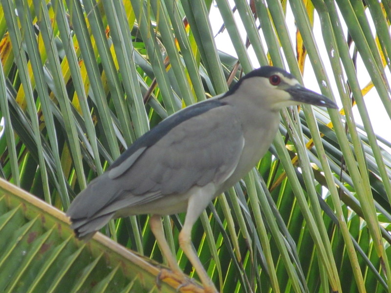 black crowned, night heron