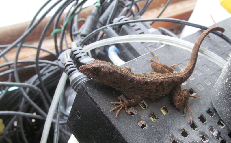 Nolee the Anole likes to sit on the Lorex box. Maybe it's warmer there.