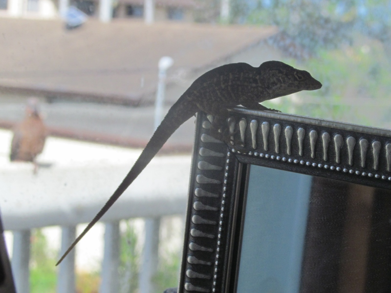 He looked kind of funny sitting on top of the mirror