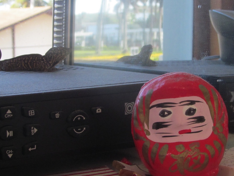 He likes to "talk" to that other anole in the mirror. :-) I made a movie of it. http://youtu.be/YzAUWSu1fQI