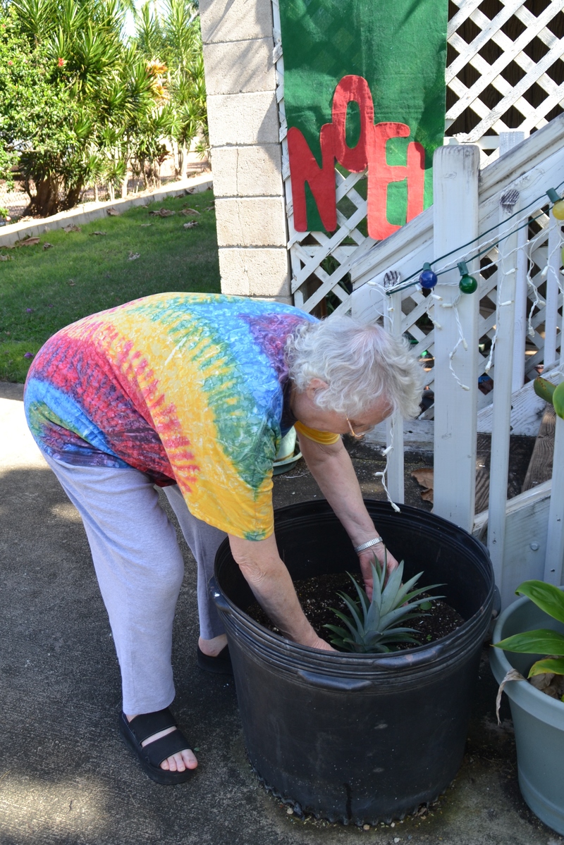 Jean is planting the top of the pineapple so that it can grow another plant.