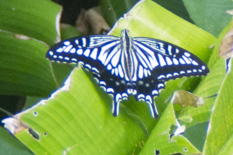 A real butterfly that flitted past while doing our shoot. What kind is it?