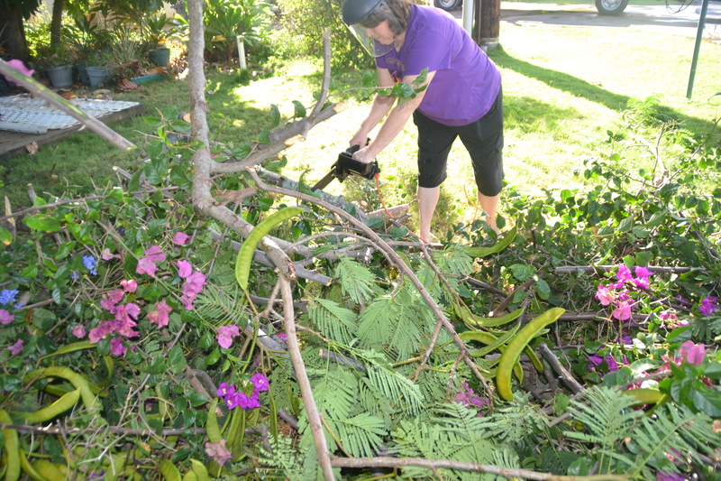 Now Lois has moved on to using her chain saw on the larger branches that the clippers can't cut.